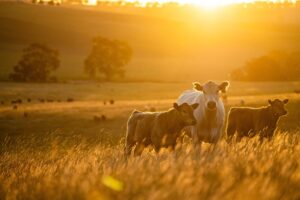 Refinancing to Consolidate Debt: How Australians Simplify Finances and Reduce Interest Costs