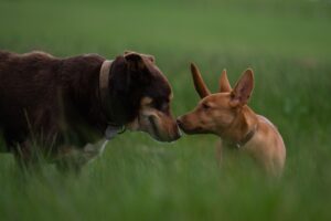 Agribusiness Debt Restructuring Strategies for Australian Farming Businesses